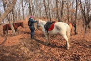 Конната езда помага за възстановяване след инсулт