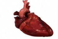 Високотехнологична МБАЛ „Сърце и мозък“ отваря врати в Плевен