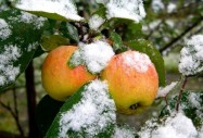 Най-добрите плодове за повишаване на имунитета през зимата