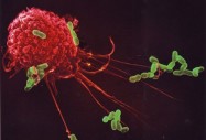 Имунните клетки трябва да се „презареждат“ непрекъснато за битки с рака