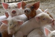 Свинският коронавирус заплаха за човечеството?