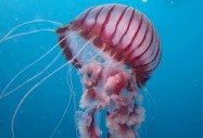 Спешна помощ: В сезона на медузите