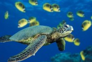 Морска костенурка