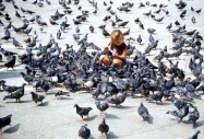 Болестите, с които гълъбите могат да ви заразят