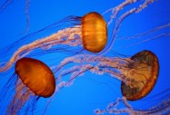 Сбогом на медузите