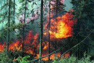 Пожар в гората! Как да се спасим?