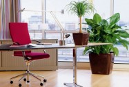 Растенията пазят офиса от болести и стрес