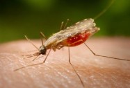 Какви заболявания пренасят комарите?